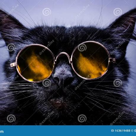 CatCat Ice