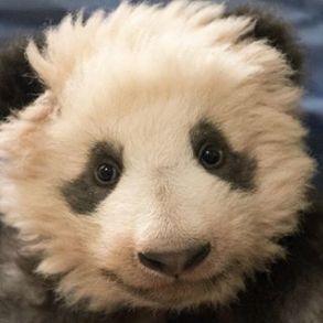 @PandaAtLedger