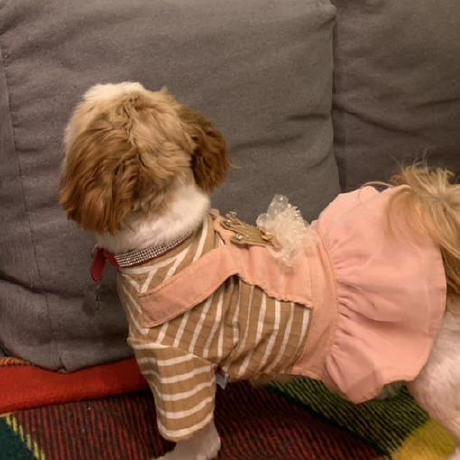 @ngavaleshko